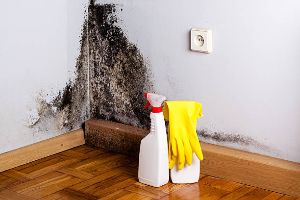 Why You Should Choose Our Mold Remediation Services in Lake City, SC